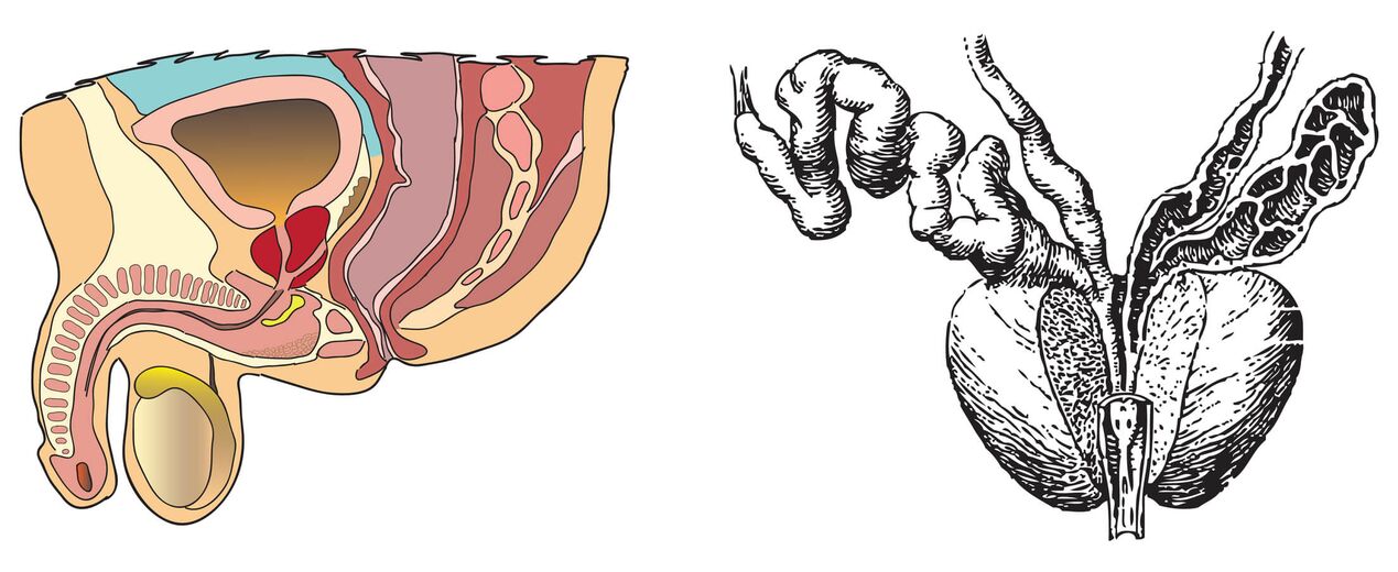 Anatómia prostaty